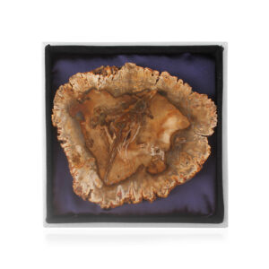 Petrified Wood Coasters (set of 2)