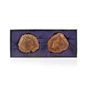 Petrified Wood Coasters (set of 4)