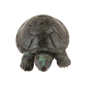 Labrodrite Turtle Big